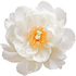White peony